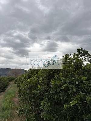 Foto c21b348d-a6ce-4171-b7b9-9b086f9f2822. Finca rústica a Xàtiva