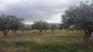 Terreno residenziale in Biar