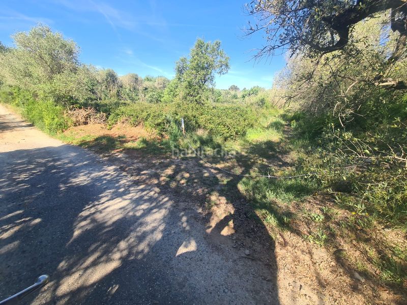 Foto 0bd2b8c8-0da7-4914-98c8-e1251b0c7ea4. Finca rústica a Riudoms