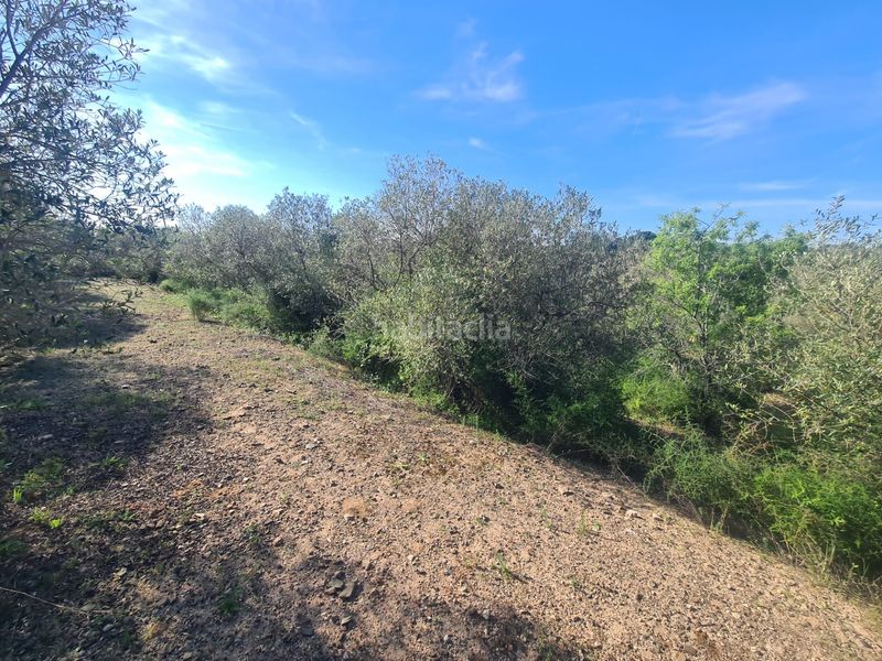 Foto 1462781d-4976-4413-b517-9a0c0c57972a. Finca rústica a Riudoms