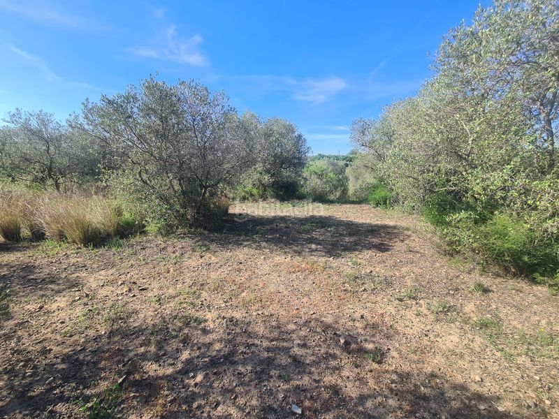 Foto 5b30bf2c-30aa-4ae3-9958-956b16da5a21. Finca rústica a Riudoms