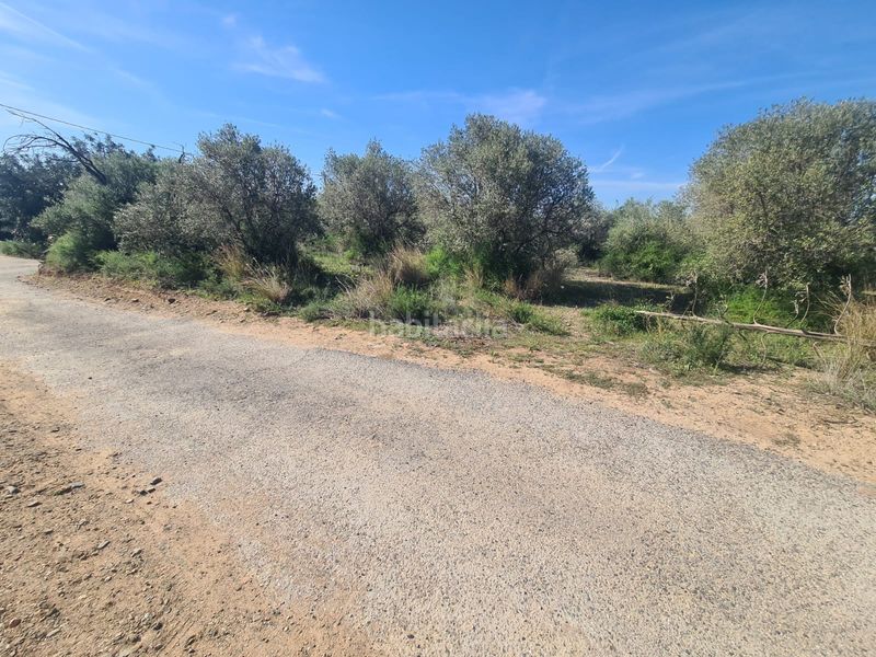 Foto 65dde9bf-65b3-412e-b68e-a0d3c0274693. Finca rústica a Riudoms