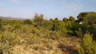 Finca rústica a Casco Antiguo. Se vende terreno de secano en llíria.  hh asesores, inmobiliaria