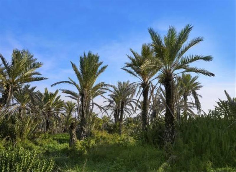 Foto 5170d1a7-3382-48c6-9b4c-bd5414d01722. Casa a Pueblo Guardamar del Segura