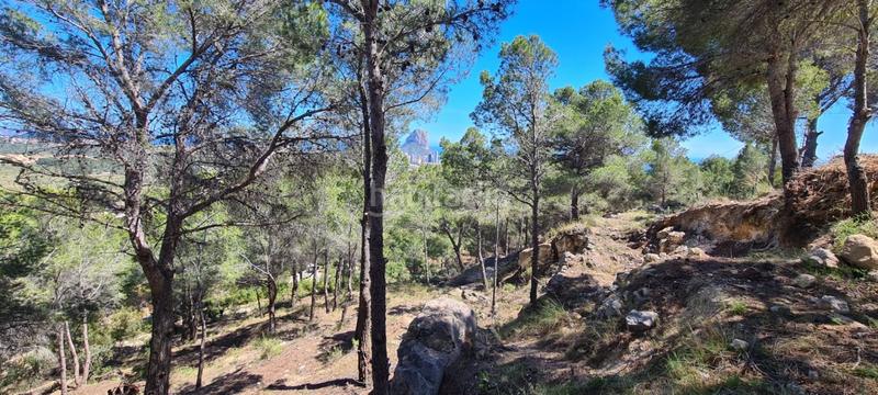 Foto 0f137969-9179-481f-b764-615c8cc3c94c. Wohngrundstück in Oltamar - Cucarres Calp