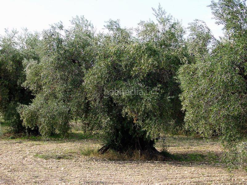 Foto 46c8bb0e-234c-4e4e-b2c0-a4ff5462c8b8. Finca rústica a Jódar