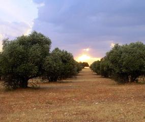 Finca rústica a Jódar. Olivas diseminadas en varias parcelas rústicas en jódar