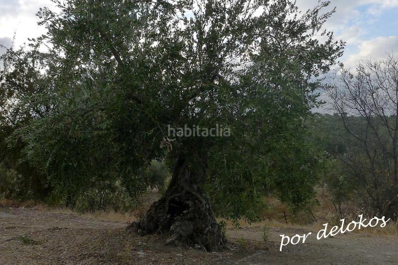 Foto bf446c85-3146-435c-b59a-21df62149ab0. Finca rústica a Jódar