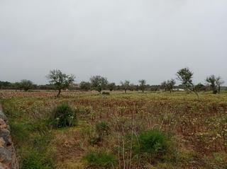 Finca rústica a Santanyí Poble. Entre es llombards dirección faro ses salines j