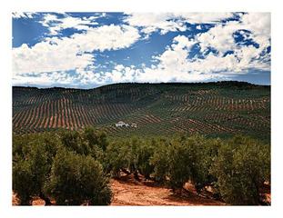 Finca rústica a Baeza. Situado en arrollo caballeros. zona el curro.