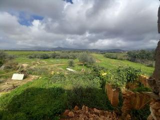 Rural plot in Consell. Venta de tres parcelas por separado o en conjunto.