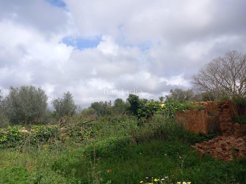 Foto bbbd9d93-5048-4c31-b319-583571503dfd. Finca rústica venta de tres parcelas por separado o en conjunto. en Consell