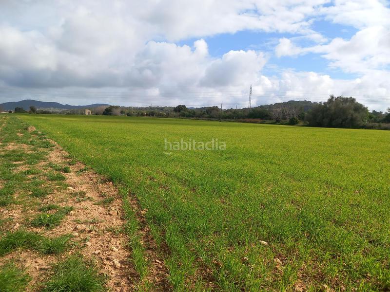 Foto a3328f5b-d5e1-4769-b162-e8e6e9fbd34f. Propriété dans Manacor centre Manacor