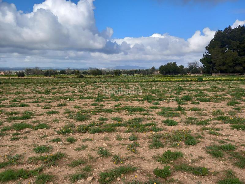 Foto dfbe4a5c-c267-4a88-906e-a9a14550d224. Propriété dans Manacor centre Manacor