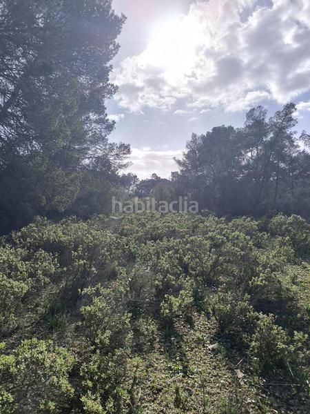 Foto f02be2c3-780e-4929-bf72-de8394a3dcc4. Finca rústica urbanización en zona rústica entre palma en Algaida