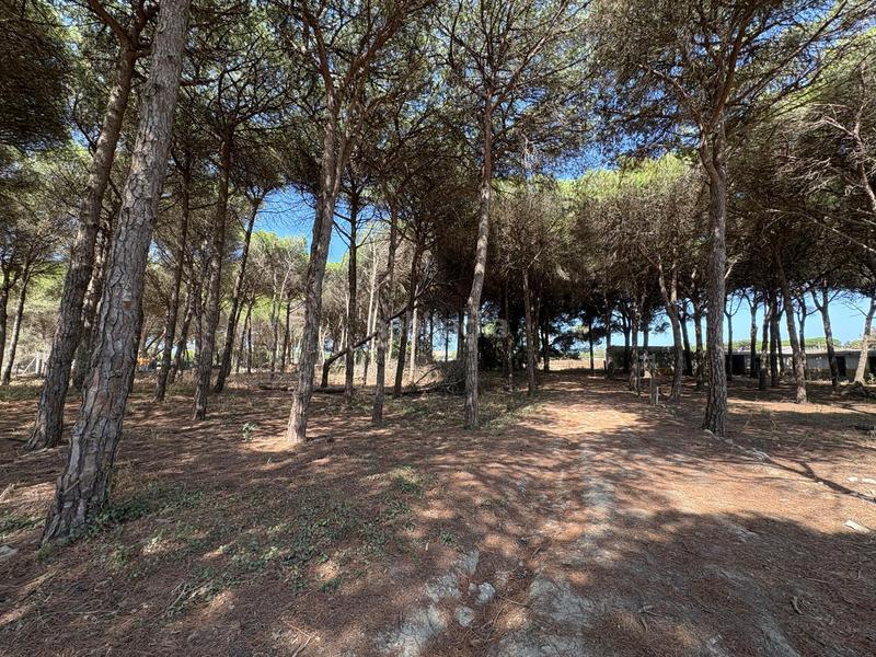 Foto 541d00cb-c439-4150-abb1-c6c38fddf15e. Fondo rustico in Las Lagunas - Campano Chiclana de la Frontera