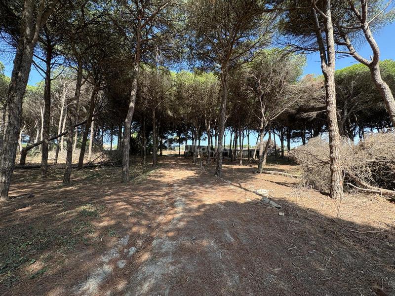 Foto b6b5037d-c6f5-4aa9-a682-a58942e915de. Fondo rustico in Las Lagunas - Campano Chiclana de la Frontera