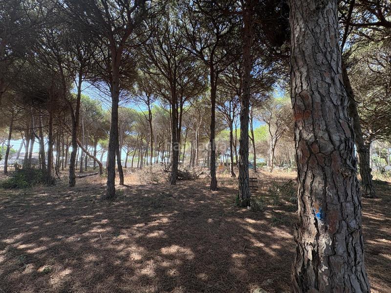 Foto b6cc05ae-a94d-4ca0-b529-8af71eec1c7a. Fondo rustico in Las Lagunas - Campano Chiclana de la Frontera