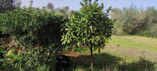 Finca rústica a Algaida. Parcela 454 polígono son maig algaida