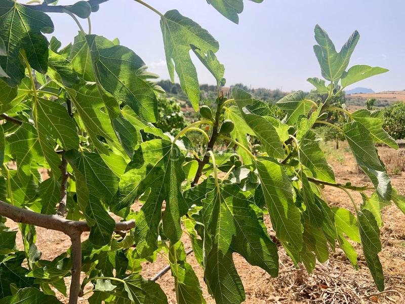 Foto 0e4f96de-f06e-4ea0-adef-a474014988d8. Masia amb aparcament piscina a Pizarra