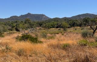 Rural plot in Felanitx Poble. Terreno con proyecto básico para unifamiliar aisalada.