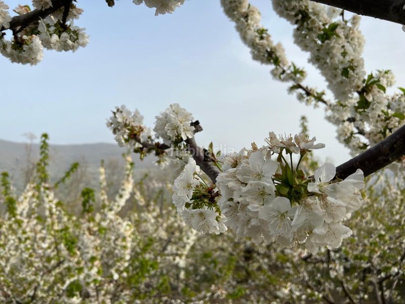 Foto 7dd88c9f-60ab-4dd8-b25f-bda141c92349. Xalet a Torno (El)