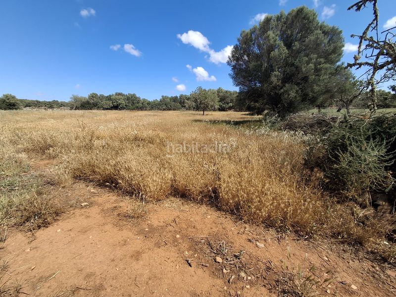 Foto 48346ba1-1a69-4517-a035-d1020e9c52ee. Finca rústica a Felanitx poble Felanitx