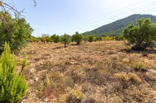 Finca rústica a Biar. Parcela rústica de 10.080m2 para construir tu chalet en biar ali