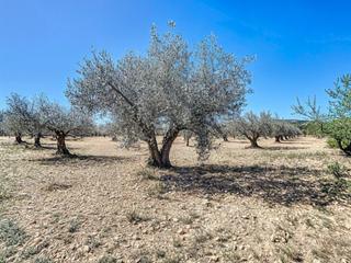 Finca rústica  Polígono 1 parcela 51 piletes. castalla (alicante. Parcela de tierra rural con pequeña plantacion de olivos en cast