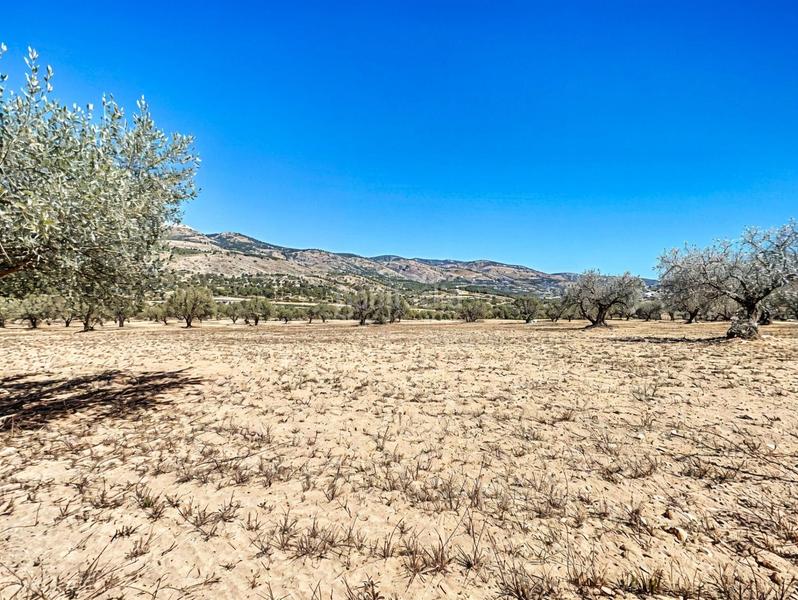 Foto ca0e493b-3b18-4b45-91ea-6cc952fbe6e7. Propriété dans Castalla