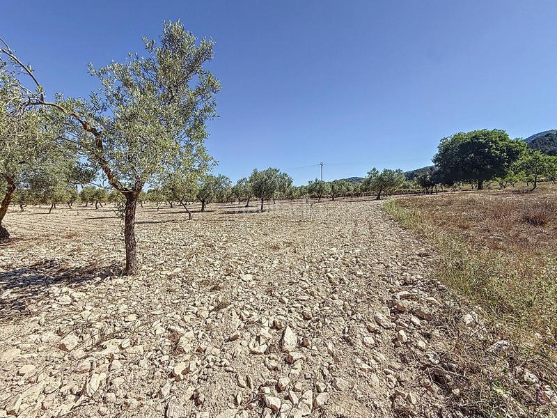 Foto 25418f4c-e289-4178-8a47-558a2b271176. Landgut in partida el cantal de ferris in Biar