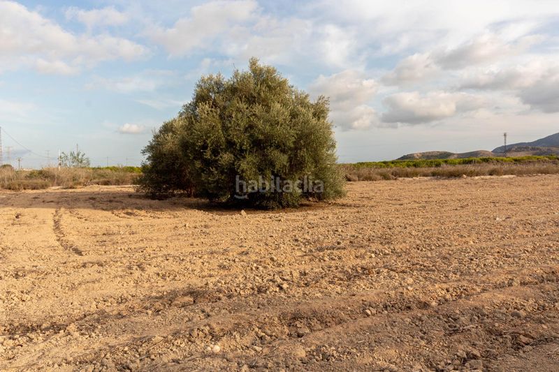 Foto bba26ca2-072c-435c-8bcf-2584c72858b5. Finca rústica a Montepinar - La Aparecida - Raiguero Orihuela