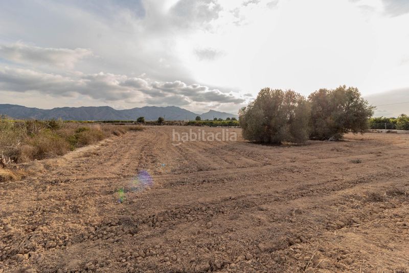 Foto e7afa724-a681-41fa-b0d7-061c3043ba8e. Finca rústica a Montepinar - La Aparecida - Raiguero Orihuela