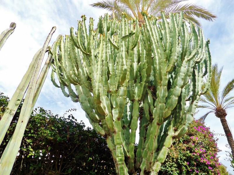 Foto 4e889ca9-6ee7-4c7d-b871-bc0876e7cb2e. Xalet amb calefacció aparcament piscina a calas Santa Pola este Santa Pola