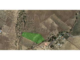 Finca rústica  5. Terreno en venta en sax