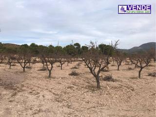 Finca rústica a Sax. Finca rustica de regadío en venta en sax