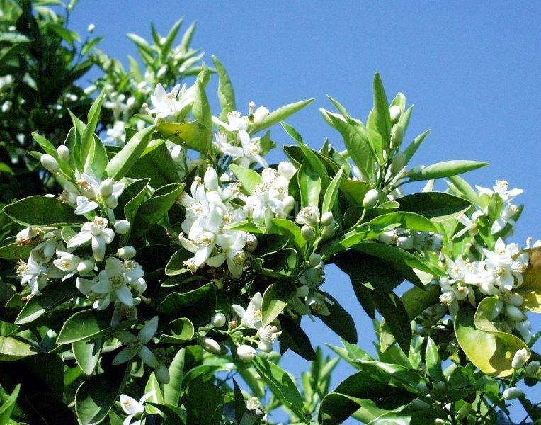 Foto 25689e1d-cbd8-41a6-a10b-23a419cc1bcc. Terreno residencial en Orba