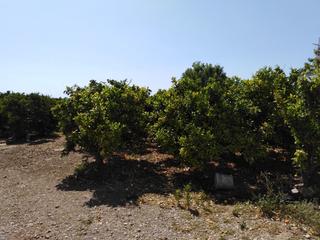Finca rústica a Pueblo