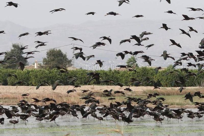 Foto 53f1e883-2083-4abe-ad2f-1499a3ac8673. Wohngrundstück in Catral