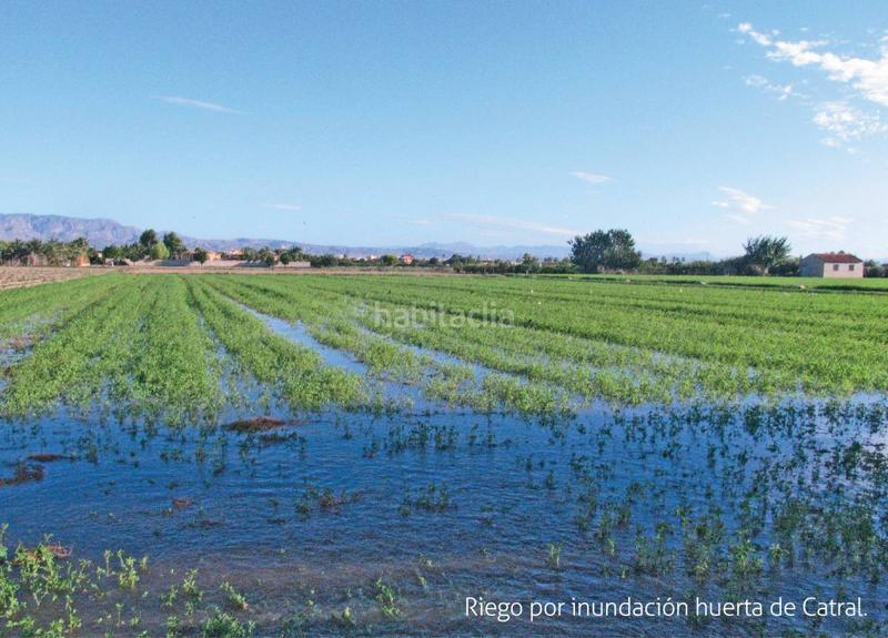 Foto afaa0901-76a3-43b5-beba-262bcf323163. Terreny residencial a Catral