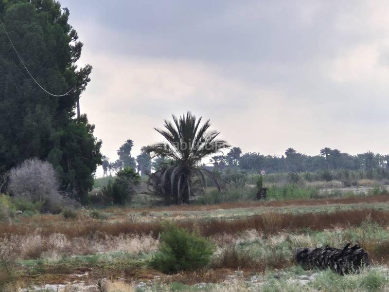 Foto 5cab83a2-4f3e-4a37-acd5-947d02d72a03. Terrain résidentiel dans Crevillente