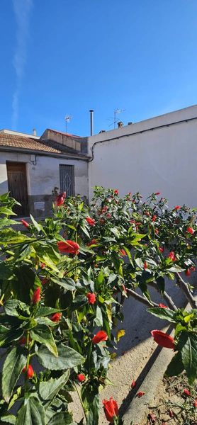 Foto e2c19a3c-e9f9-4999-bdd2-36684f053bb8. Planta baixa a Catral