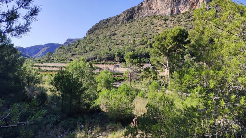 Foto 4b5cfa6f-8547-45ce-9bf5-d025da668e6a. Mas dans Atzúbia (L´)