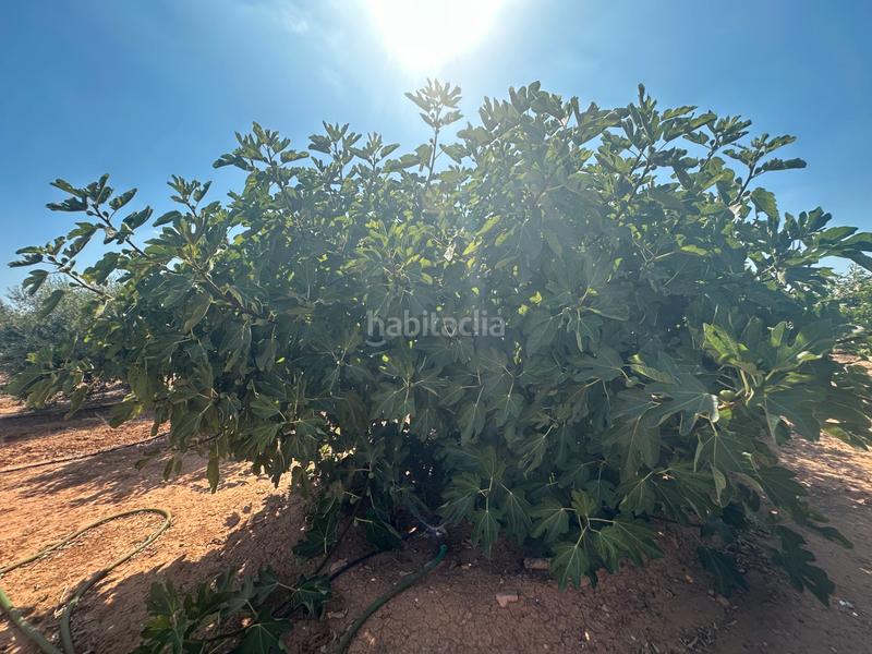 Foto 420a77b3-488c-4818-8491-e584dcab62e5. Masía finca rústica con vivienda en venta en La Magdalena - Molinos Marfagones Cartagena