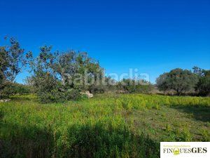 Foto e95be44d-01fe-4e13-aa5c-ef7f4ef7381f. Finca rústica a Masó (La)
