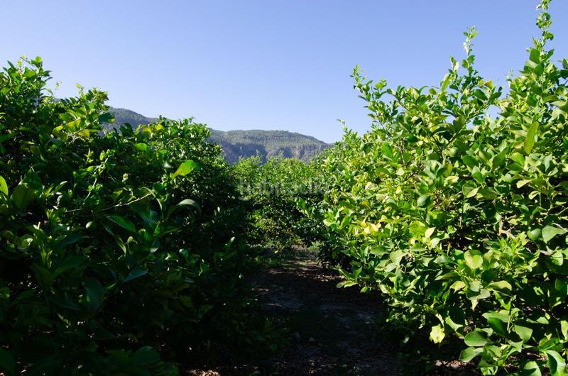Foto 24c8e323-7276-499a-a460-6e280a907870. Terrain résidentiel dans carril de los sauras dans Algezares Murcia