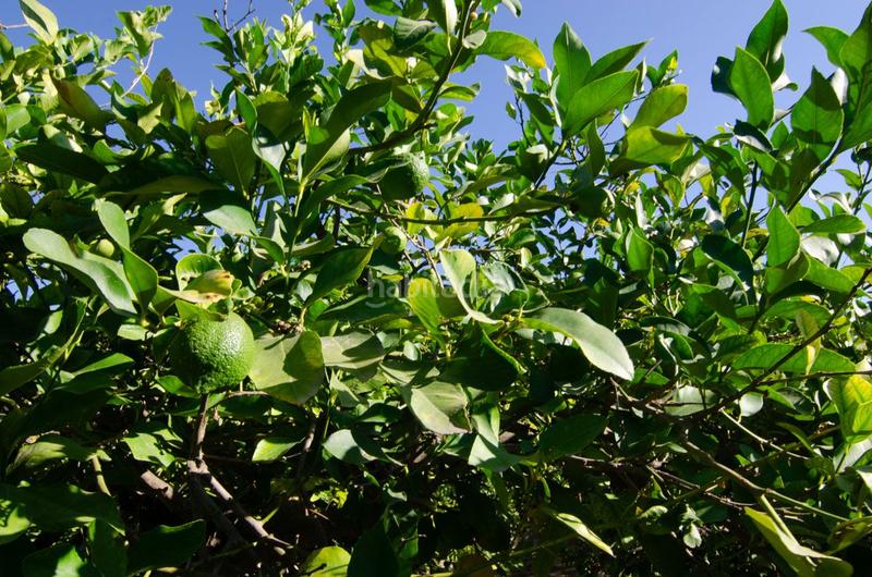 Foto 2780fddb-f25c-466f-8b9a-3553a35cebbe. Terrain résidentiel dans carril de los sauras dans Algezares Murcia