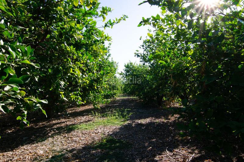 Foto 8c8e2e63-1271-46b2-a528-22276c8384a3. Terrain résidentiel dans carril de los sauras dans Algezares Murcia