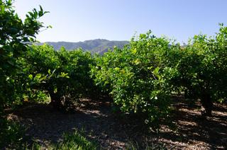 Wohngrundstück in Carril de los sauras,. Parc. rúst. en venta en los garres.