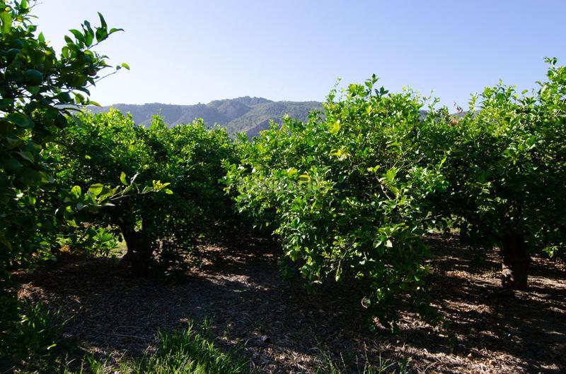 Foto c95368cc-c191-4f24-a2ad-bc1900e6217c. Terrain résidentiel dans carril de los sauras dans Algezares Murcia